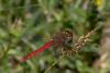 Sympetrum fonscolombii